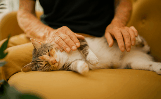 elderly mans hands petting a resting cat.