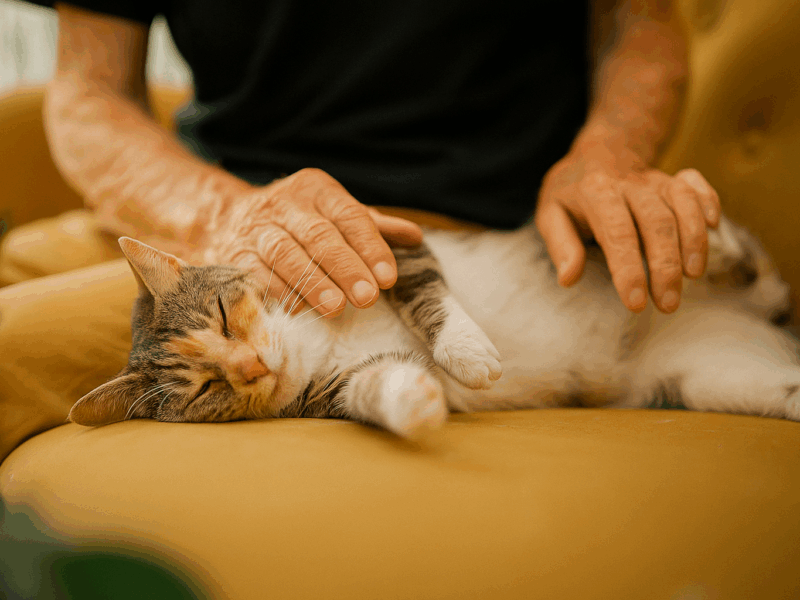 Your First Cat: What to Expect (and Love)