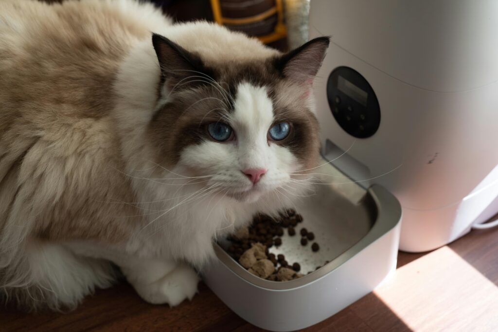 cat eating.