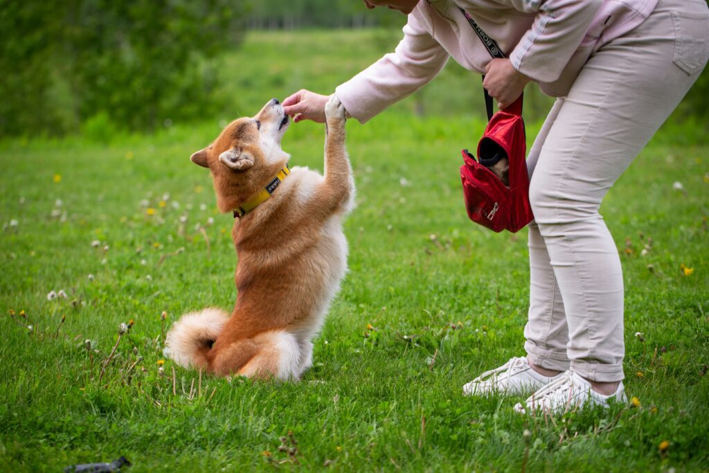 dog training