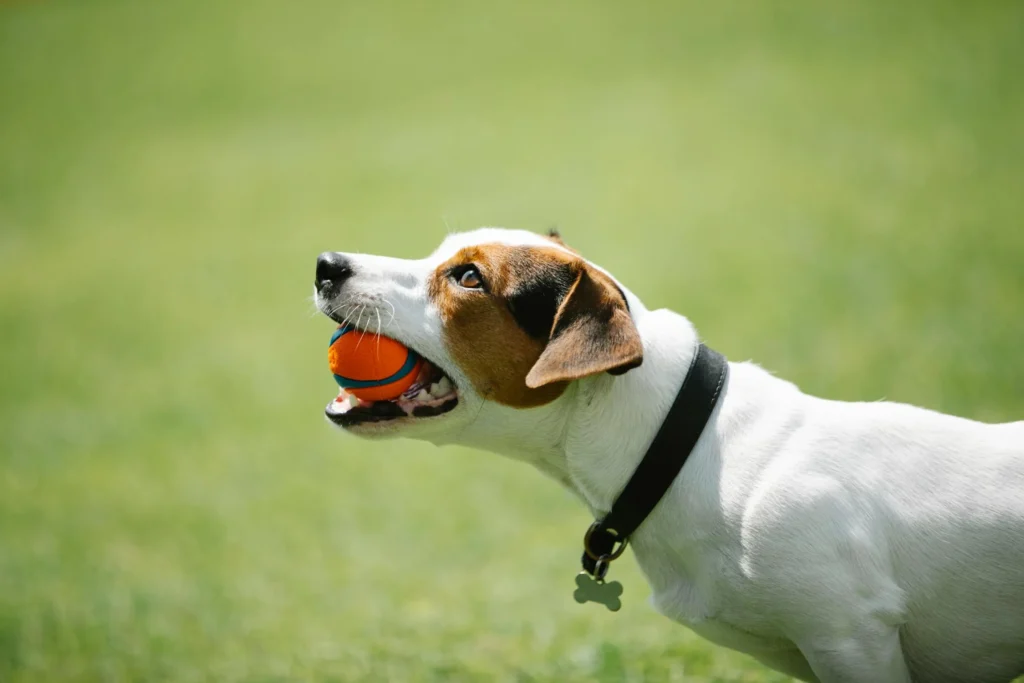A small white dog with brown and black markings stands on green grass, holding an orange ball in its mouth. Wearing a black collar with a bone-shaped tag, it captures the joys of dog ownership during retirement.