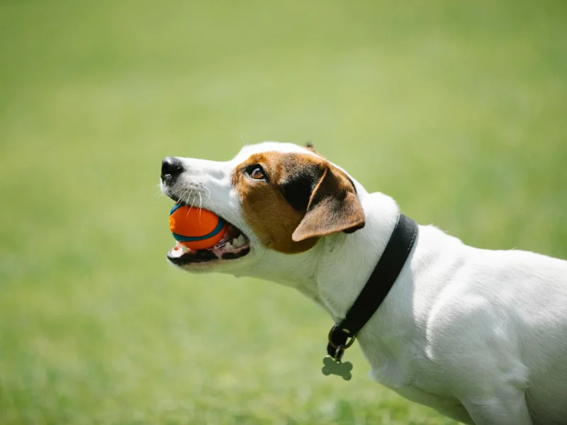 The New Retirement Trend: Dog Ownership
