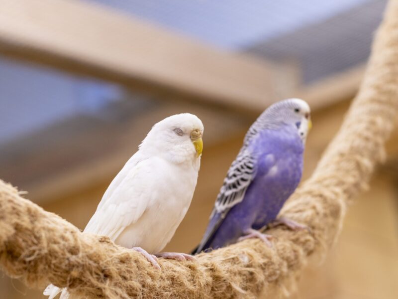 How to Calm a Nervous or Anxious Bird