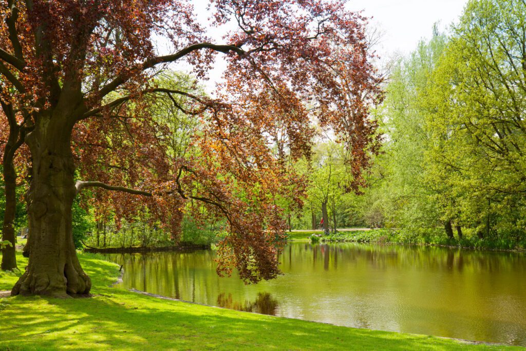 Amsterdam reveals a peaceful park scene with a large tree and reddish leaves by a calm pond, surrounded by lush green grass and trees under bright daylight.