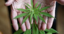 Cannabis After 60: What the Emerging Longevity Research Actually Shows