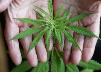 A pair of hands gently cups a green cannabis plant, highlighting its distinctive serrated leaves.