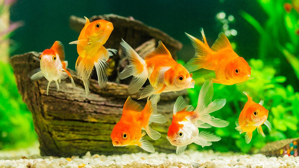 A group of orange and white goldfish—often considered among the best fish for beginners—swim in a clear aquarium with green plants and a wooden ornament in the background, above a bed of white gravel.