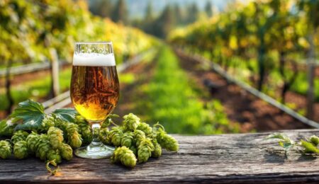 A glass of beer sits on a wooden table beside fresh hops, with a blurred view of a green vineyard stretching into the background under soft sunlight.