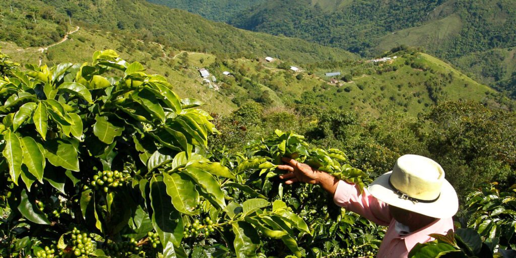 A person wearing a hat tends to coffee plants on a lush, green hillside—an idyllic setting where great coffee begins—scattered houses and forested mountains rise in the background under a clear sky.