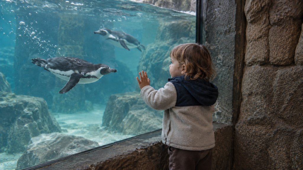 A young child stands at an aquarium window during a zoo visit with toddler, reaching toward two swimming penguins in a rocky enclosure.