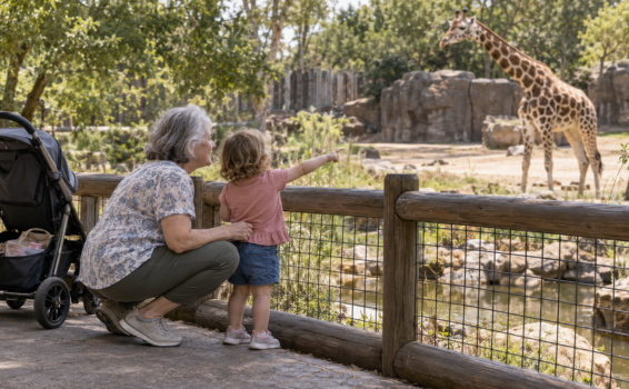 During a zoo visit with toddler in tow, an older woman and a young girl stand by a wooden fence, gazing at a giraffe. The girl excitedly points toward the animal while a stroller rests nearby. Trees and rocks form the background, completing this charming moment.